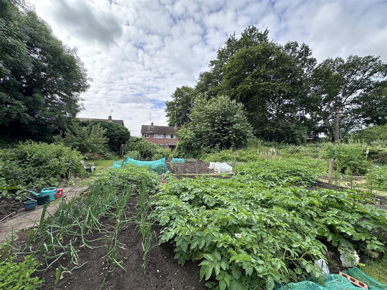 Veg Plot