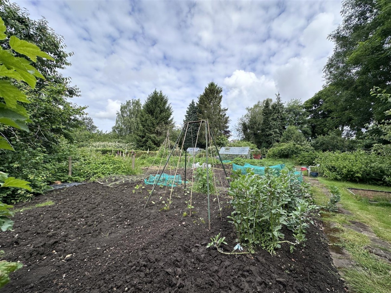 Veg Plot